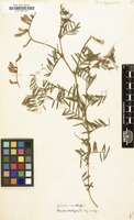 Filed as Vicia onobrychioides [family LEGUMINOSAE-PAPILIONOIDEAE]