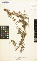 Filed as Vicia onobrychioides [family LEGUMINOSAE-PAPILIONOIDEAE]