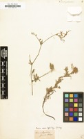Filed as Vicia onobrychioides [family LEGUMINOSAE-PAPILIONOIDEAE]