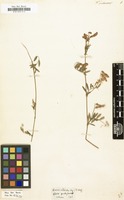 Filed as Vicia pubescens [family LEGUMINOSAE-PAPILIONOIDEAE]