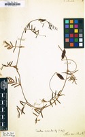 Filed as Vicia articulata [family LEGUMINOSAE-PAPILIONOIDEAE]