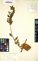 Filed as Astragalus alopecuroides [family LEGUMINOSAE-PAPILIONOIDEAE]