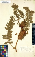 Filed as Astragalus alopecuroides [family LEGUMINOSAE-PAPILIONOIDEAE]