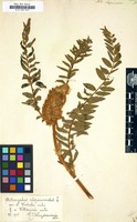 Filed as Astragalus alopecuroides [family LEGUMINOSAE-PAPILIONOIDEAE]