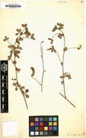 Filed as Lotus edulis [family LEGUMINOSAE-PAPILIONOIDEAE]