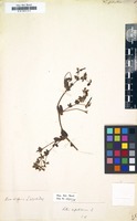 Filed as Lotus palustris [family LEGUMINOSAE-PAPILIONOIDEAE]