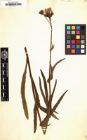 Filed as Sonchus maritimus [family COMPOSITAE]