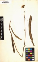 Filed as Sonchus maritimus [family COMPOSITAE]