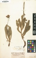 Filed as Hieracium lanatum [family COMPOSITAE]