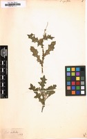 Filed as Carduus argentatus [family COMPOSITAE]