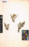 Filed as Carduus argentatus [family COMPOSITAE]