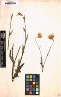 Filed as Carduus argentatus [family COMPOSITAE]