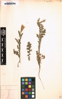 Filed as Carduus argentatus [family COMPOSITAE]