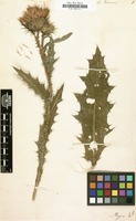 Filed as Onopordum tauricum [family COMPOSITAE]