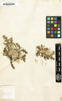 Filed as Carlina acaulis [family COMPOSITAE]