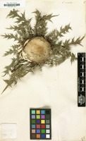 Filed as Carlina acaulis [family COMPOSITAE]