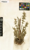 Filed as Carlina acaulis [family COMPOSITAE]