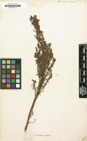 Filed as Artemisia chamaemelifolia [family COMPOSITAE]