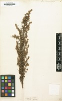 Filed as Artemisia chamaemelifolia [family COMPOSITAE]