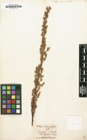 Filed as Artemisia chamaemelifolia [family COMPOSITAE]