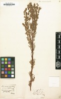 Filed as Artemisia chamaemelifolia [family COMPOSITAE]