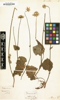 Filed as Doronicum orientale [family COMPOSITAE]