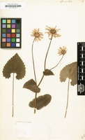 Filed as Doronicum orientale [family COMPOSITAE]