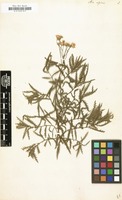 Filed as Achillea alpina [family COMPOSITAE]