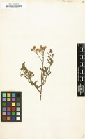 Filed as Achillea alpina [family COMPOSITAE]