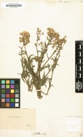 Filed as Achillea alpina [family COMPOSITAE]