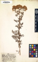 Filed as Achillea crithmifolia [family COMPOSITAE]