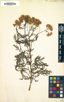 Filed as Achillea crithmifolia [family COMPOSITAE]