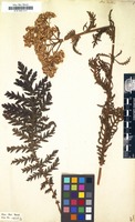 Filed as Achillea distans [family COMPOSITAE]