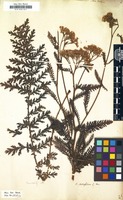 Filed as Achillea distans [family COMPOSITAE]