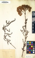 Filed as Achillea distans [family COMPOSITAE]