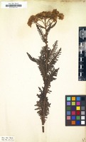 Filed as Achillea distans [family COMPOSITAE]