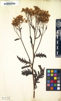 Filed as Achillea distans [family COMPOSITAE]