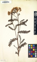 Filed as Achillea distans [family COMPOSITAE]