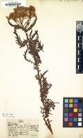 Filed as Achillea distans [family COMPOSITAE]