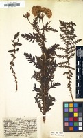 Filed as Achillea distans [family COMPOSITAE]