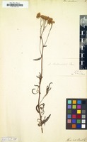 Filed as Achillea ochroleuca [family COMPOSITAE]