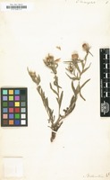 Filed as Centaurea trichocephala [family COMPOSITAE]