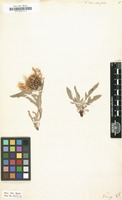 Filed as Centaurea cheiranthifolia Willd. [family COMPOSITAE]