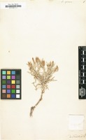 Filed as Centaurea spinosa [family COMPOSITAE]