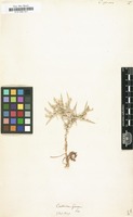 Filed as Centaurea spinosa [family COMPOSITAE]