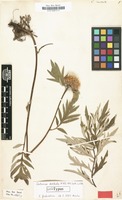 Lectotype of Centaurea dealbata Willd. [family COMPOSITAE]