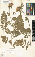 Filed as Centaurea dealbata Willd. [family COMPOSITAE]