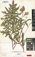 Isolectotype of Centaurea dealbata Willd. [family COMPOSITAE]