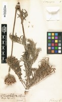 Filed as Centaurea atropurpurea [family COMPOSITAE]