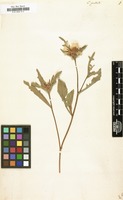 Filed as Centaurea pullata [family COMPOSITAE]